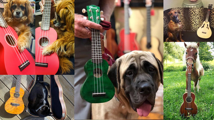 Win The New PKC-150SMO With Your Furry Ohana!